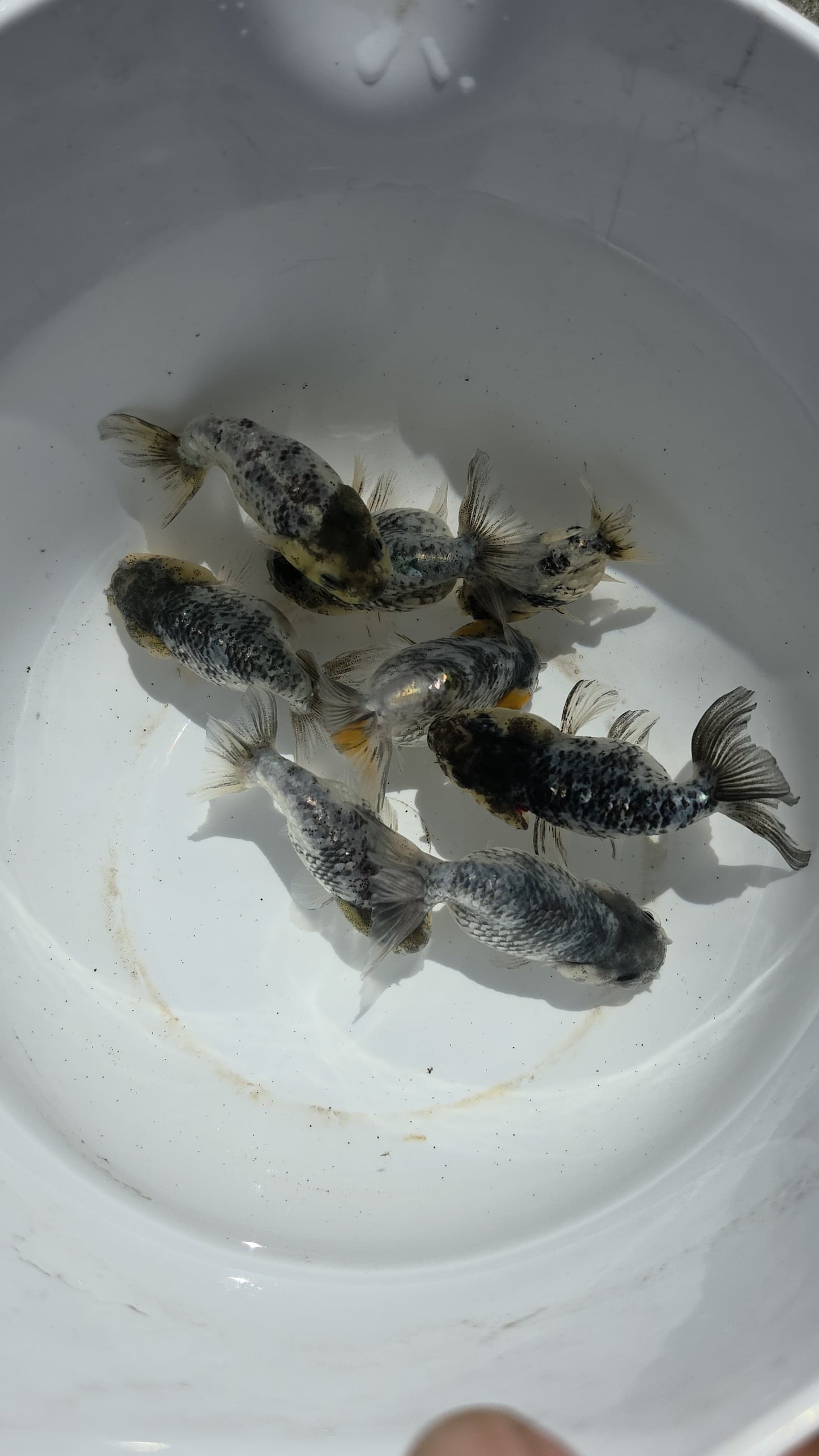 Granite Ranchu 2.5 inch