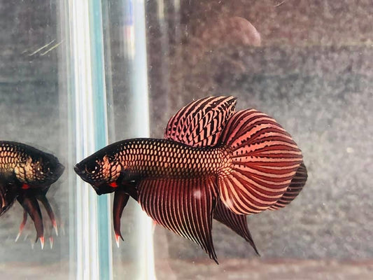 Copper Sparagdina  wild betta  male