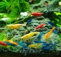 Breeder pack Neocaridina color of your choice