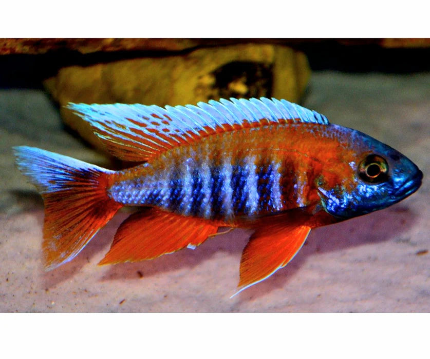 2-2.5" RED JACOB PEACOCK CICHLID (AULONOCARA JACOBFREIBERGI)