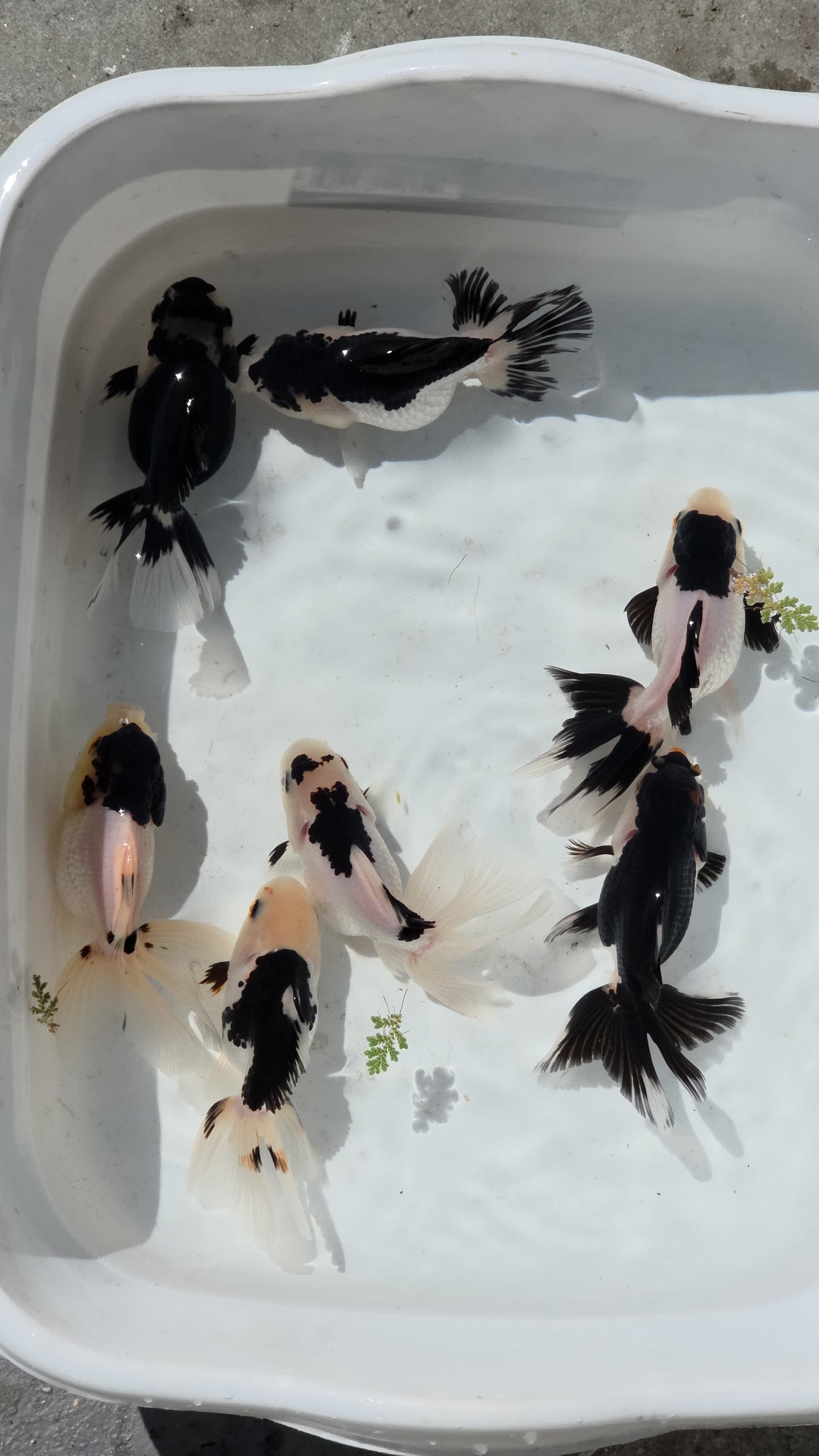 Mixed Oranda Juvenile (Copy)