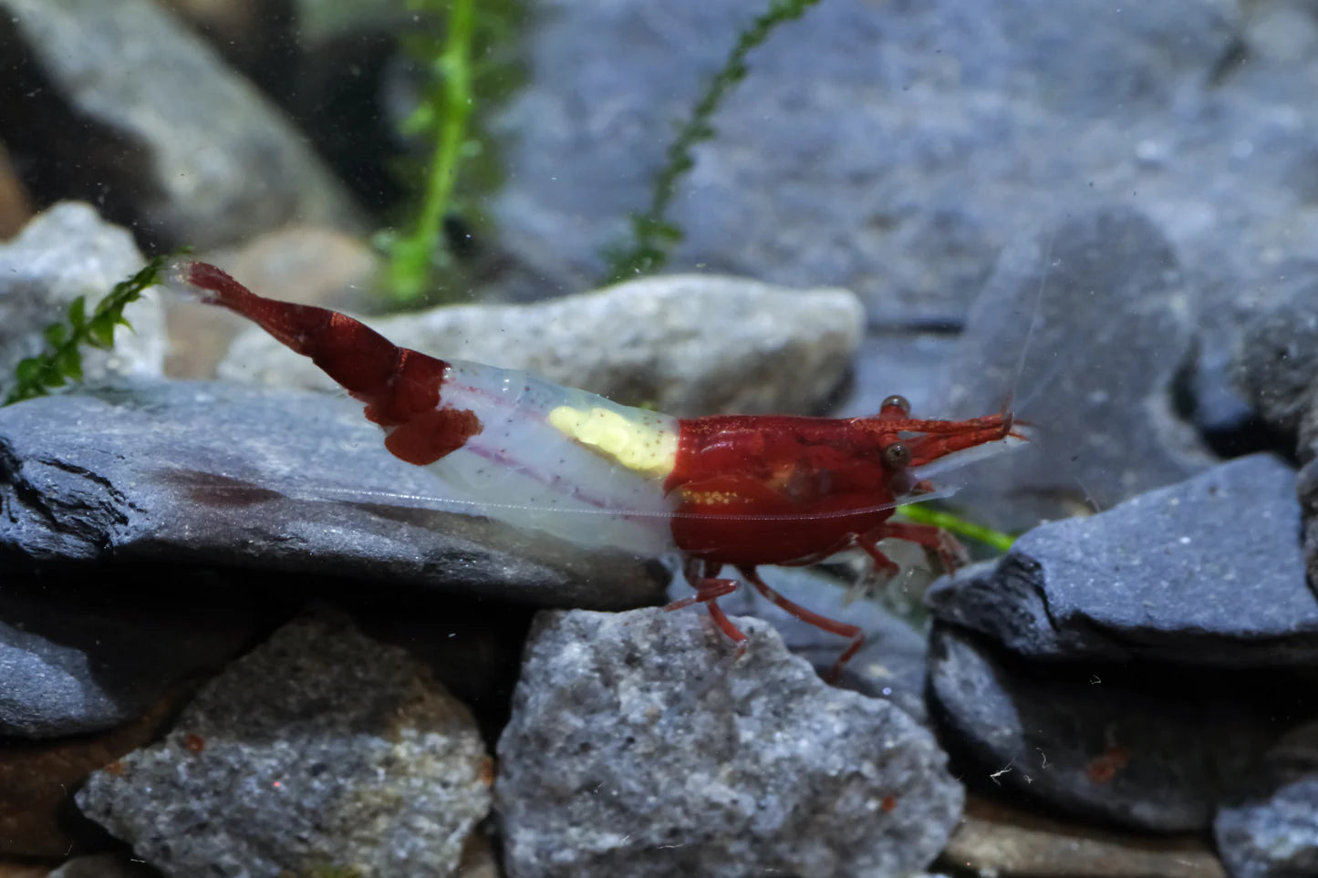 Red Rili (5 + 1 DOA)