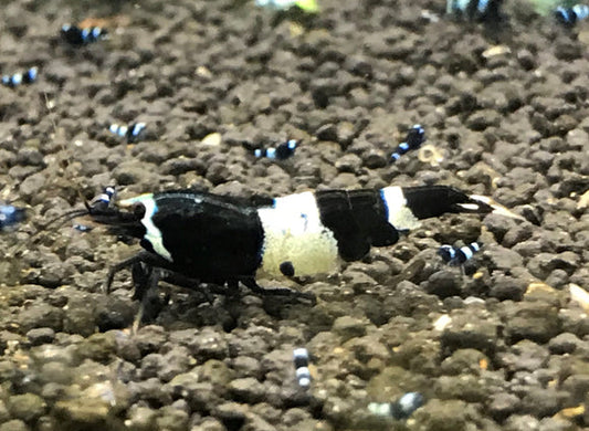 Black King Kong