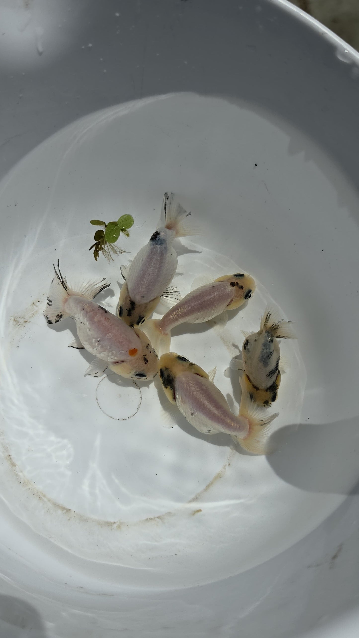 White Tiger Ranchu 2.5 inch