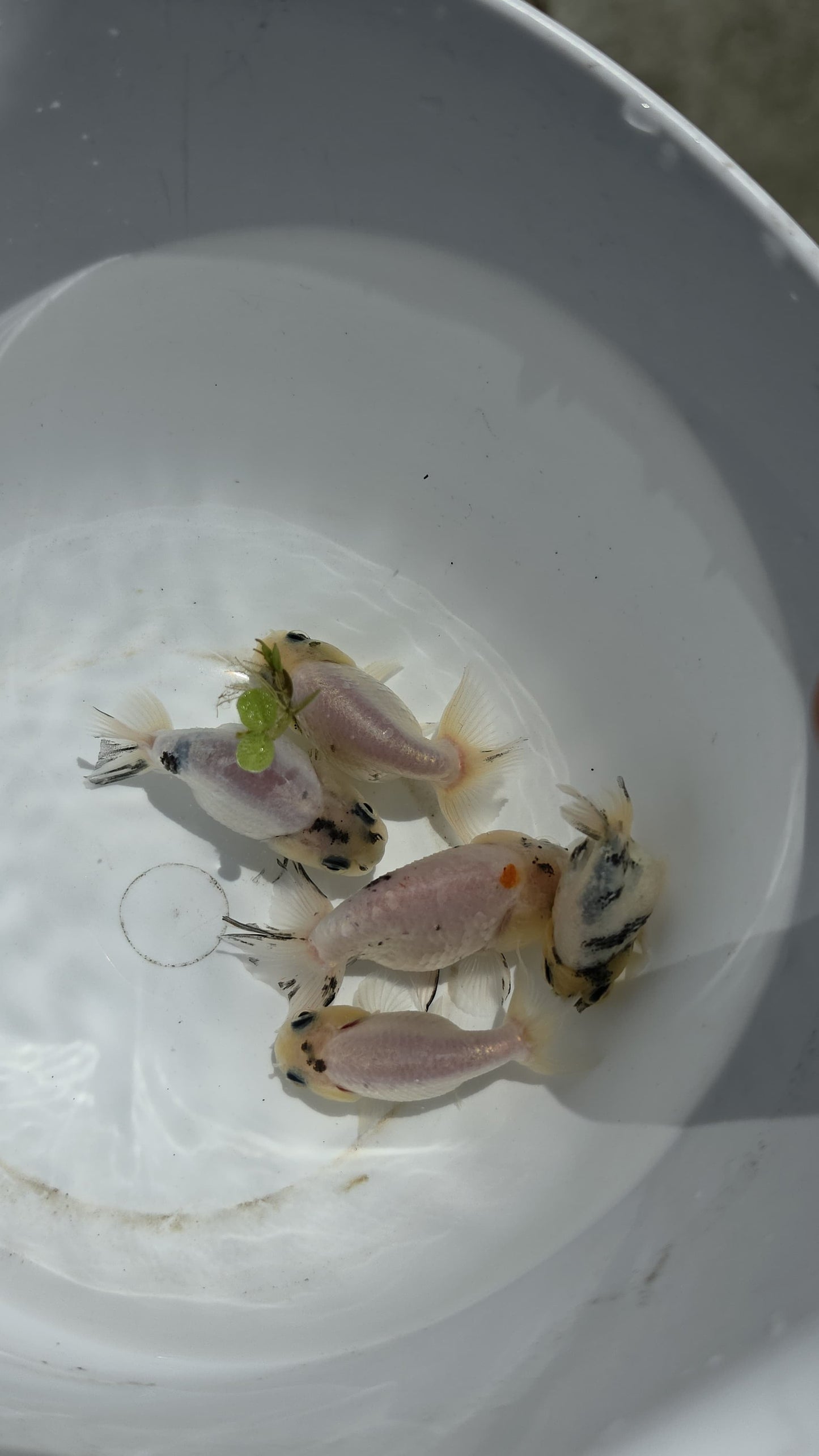 White Tiger Ranchu 2.5 inch