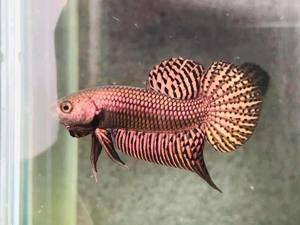 Alien  Copper wild betta  male