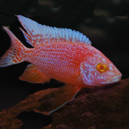 ALBINO SUPER RED PEACOCK 3"