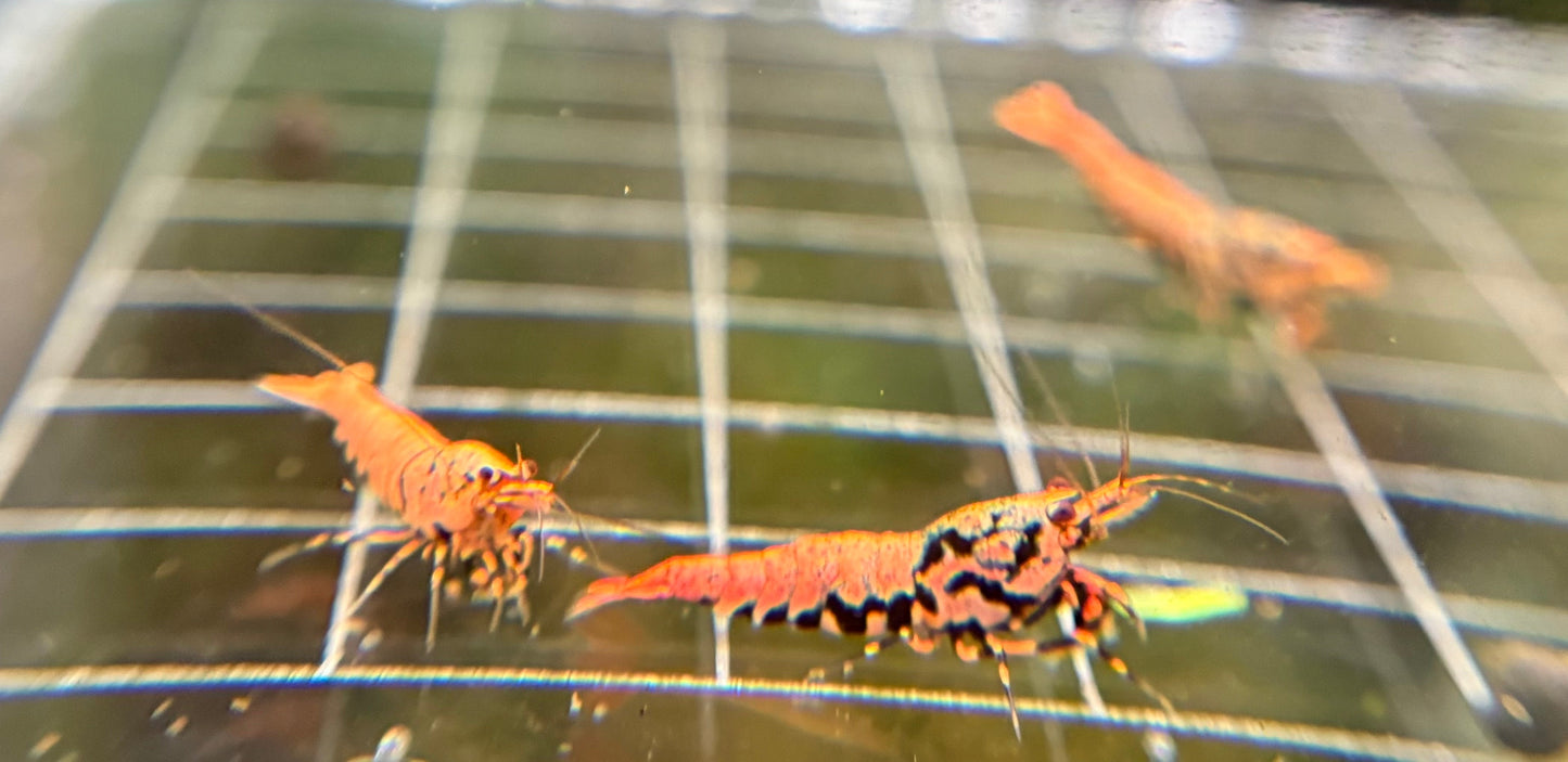 Orange Boa Caridina Mix PREORDER