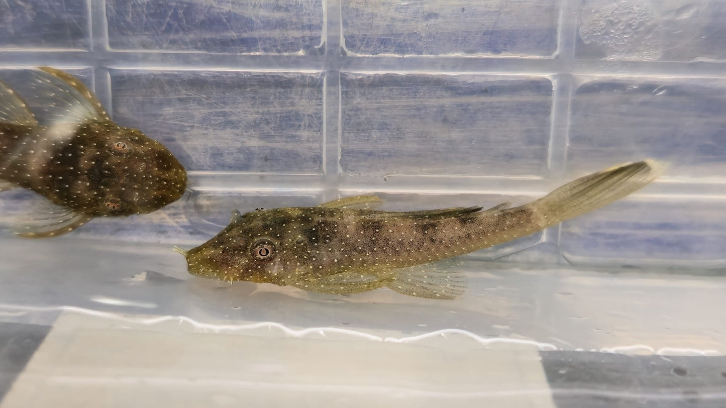 L519 Pleco 3 to 4 cm