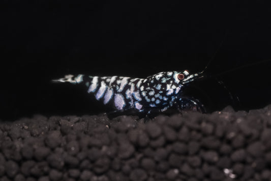 BLACK GALAXY Mix A/S