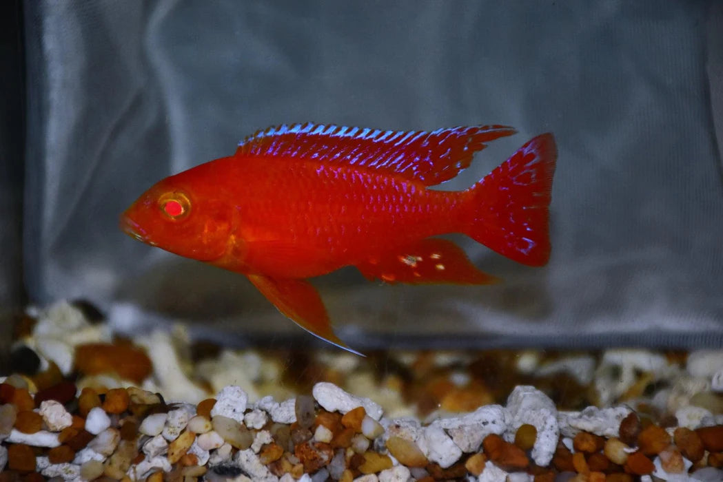 ALBINO SUPER RED PEACOCK 3"