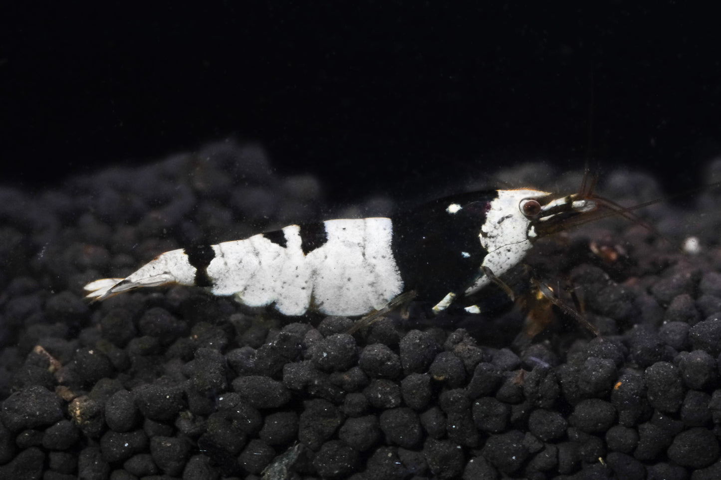 Black Pure line PBL  Caridina S grade