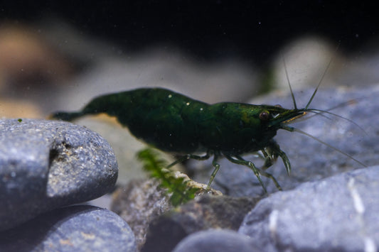Green Emerald (PACK OF 5+1 DOA)