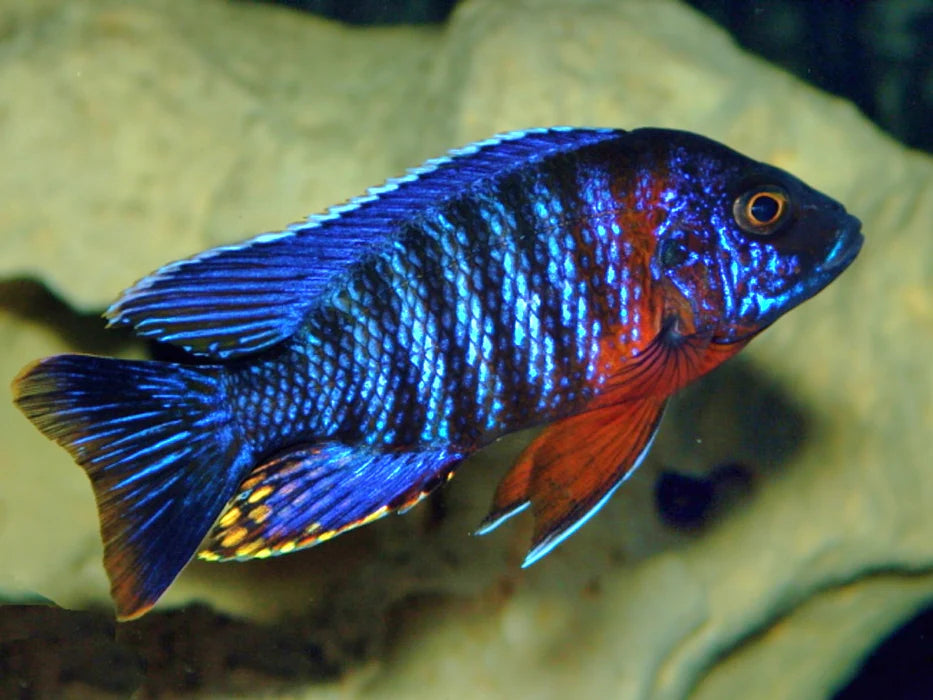 2-2.5" RED SHOULDER BLUE PEACOCK CICHLID (AULONOCARA HANSBAENSCHI)