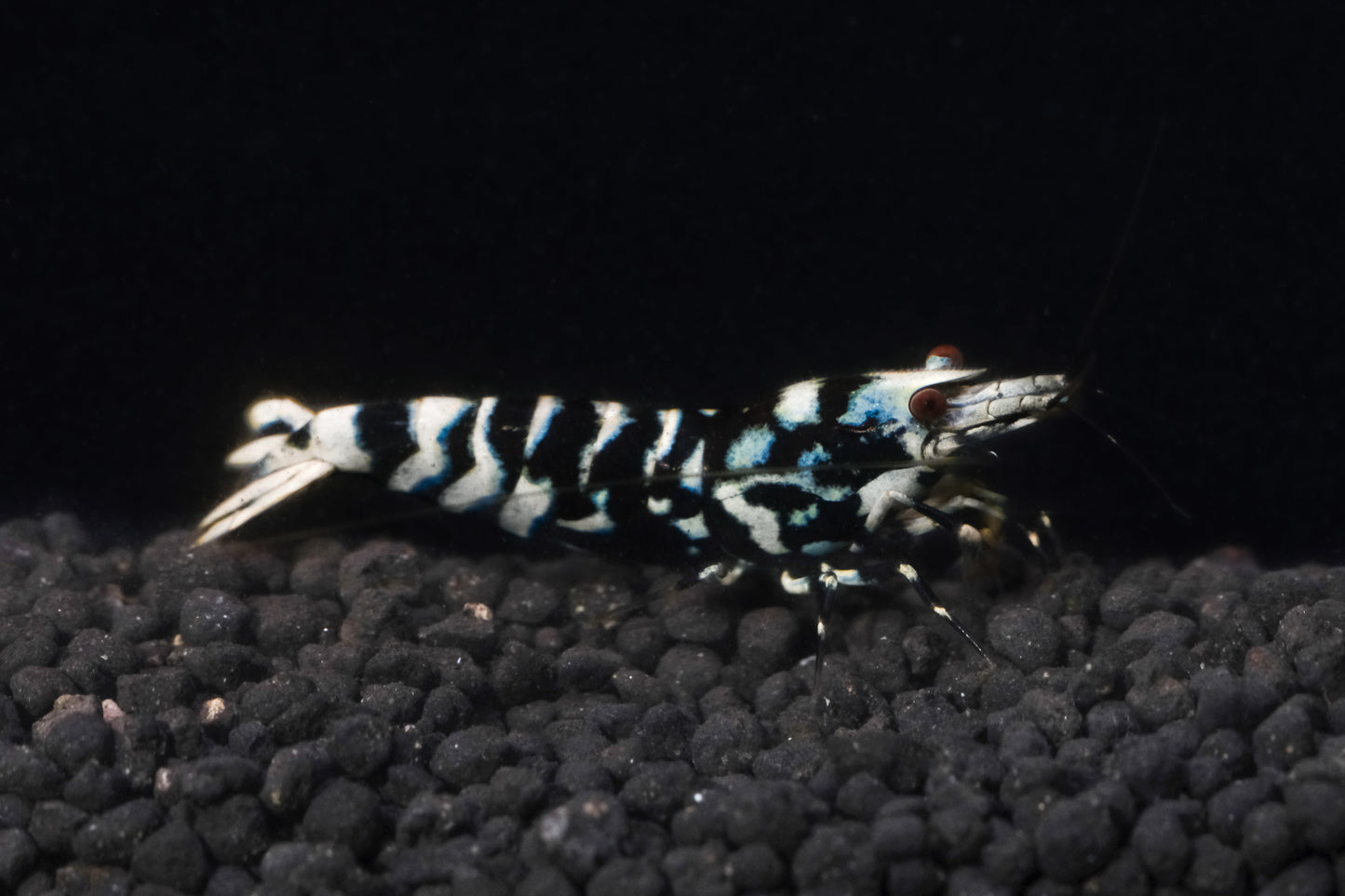 Black Fancy Tiger A/S Grade PACK OF 5+1 DOA