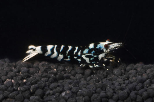 Black Fancy Tiger A/S Grade PACK OF 5+1 DOA