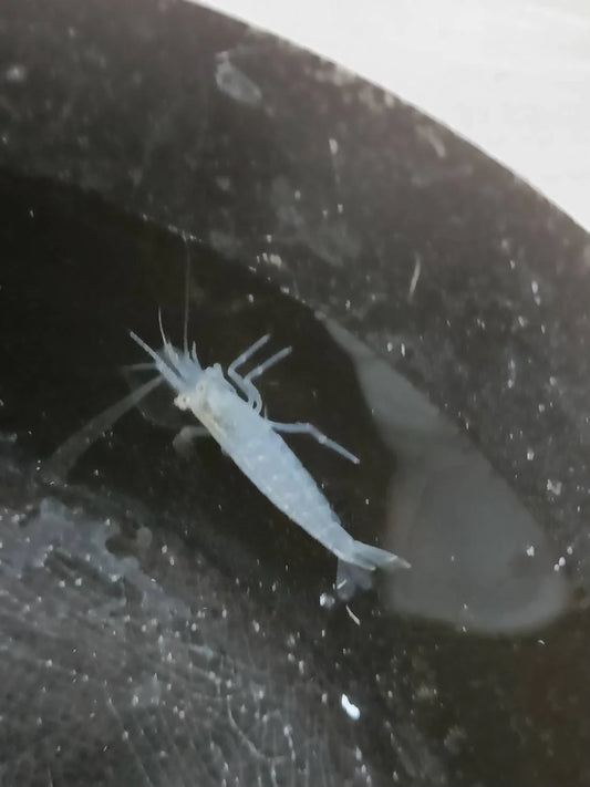 White Amano