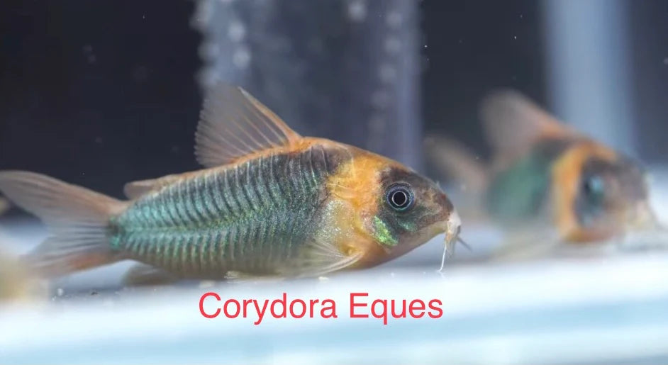 Corydora Eques