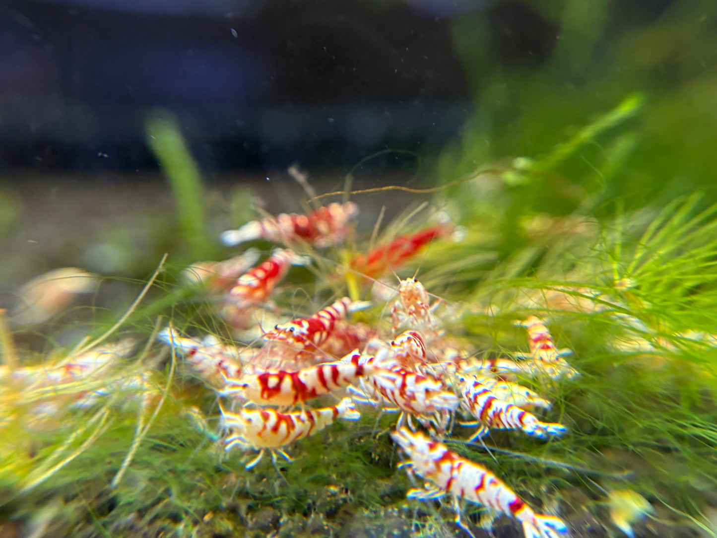Red Fancy Tiger A/S PACK OF 5+1 DOA