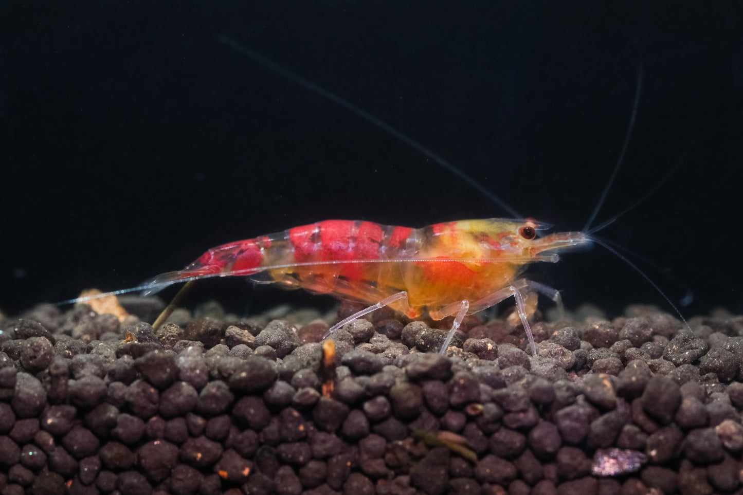 Red Dragon Calceo PREORDER