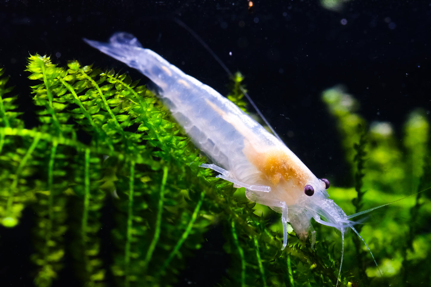Snowball Shrimp plus for DOA