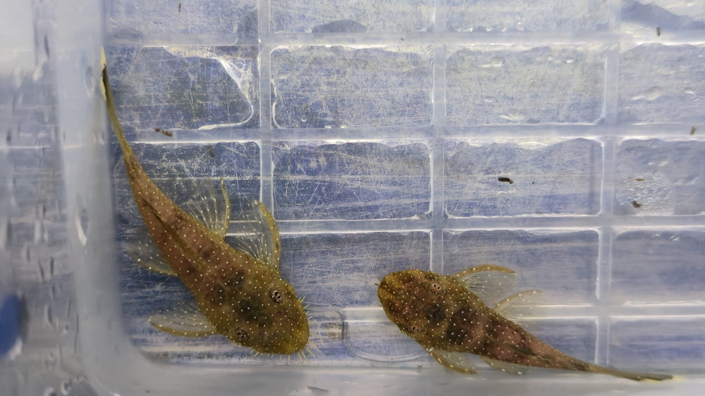 L519 Pleco 3 to 4 cm