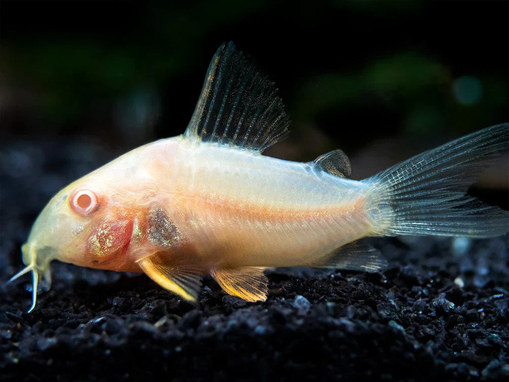 Albino Corydora Sterbi