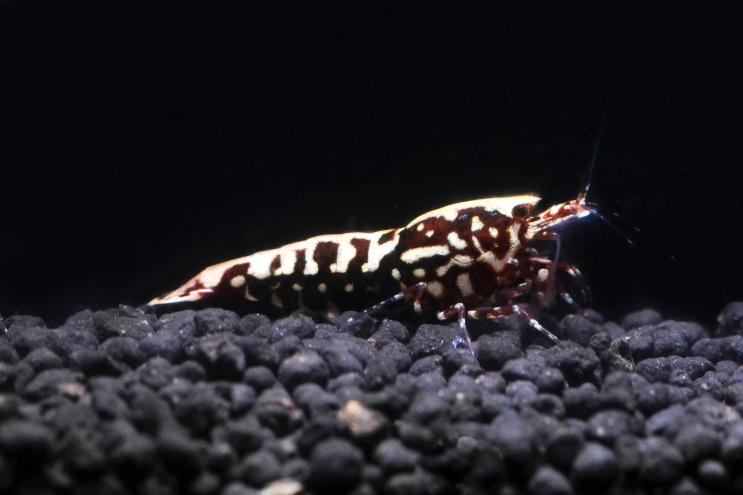 Red Galaxy Snowflake Caridina PREORDER