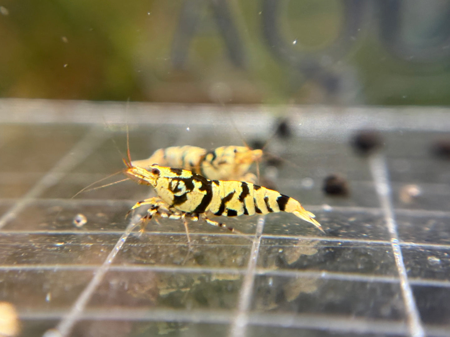 Black Fancy Tiger A/S Grade PACK OF 5+1 DOA