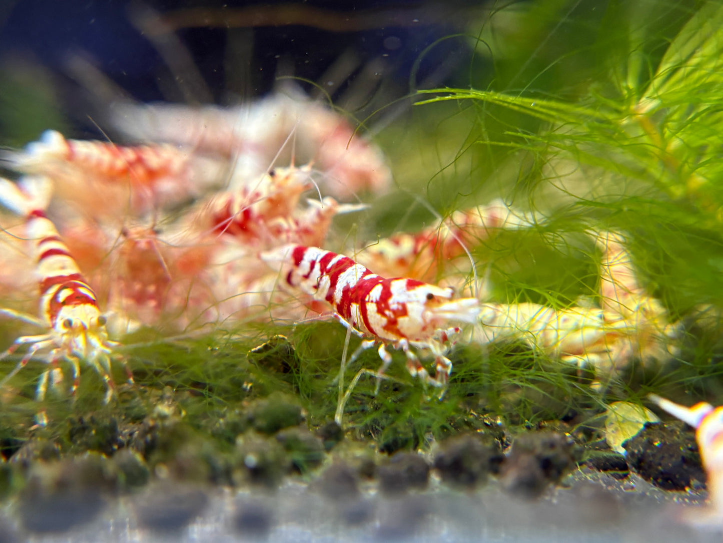 Red Fancy Tiger A/S PACK OF 5+1 DOA
