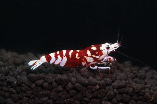 Red Fancy Tiger A/S PACK OF 5+1 DOA