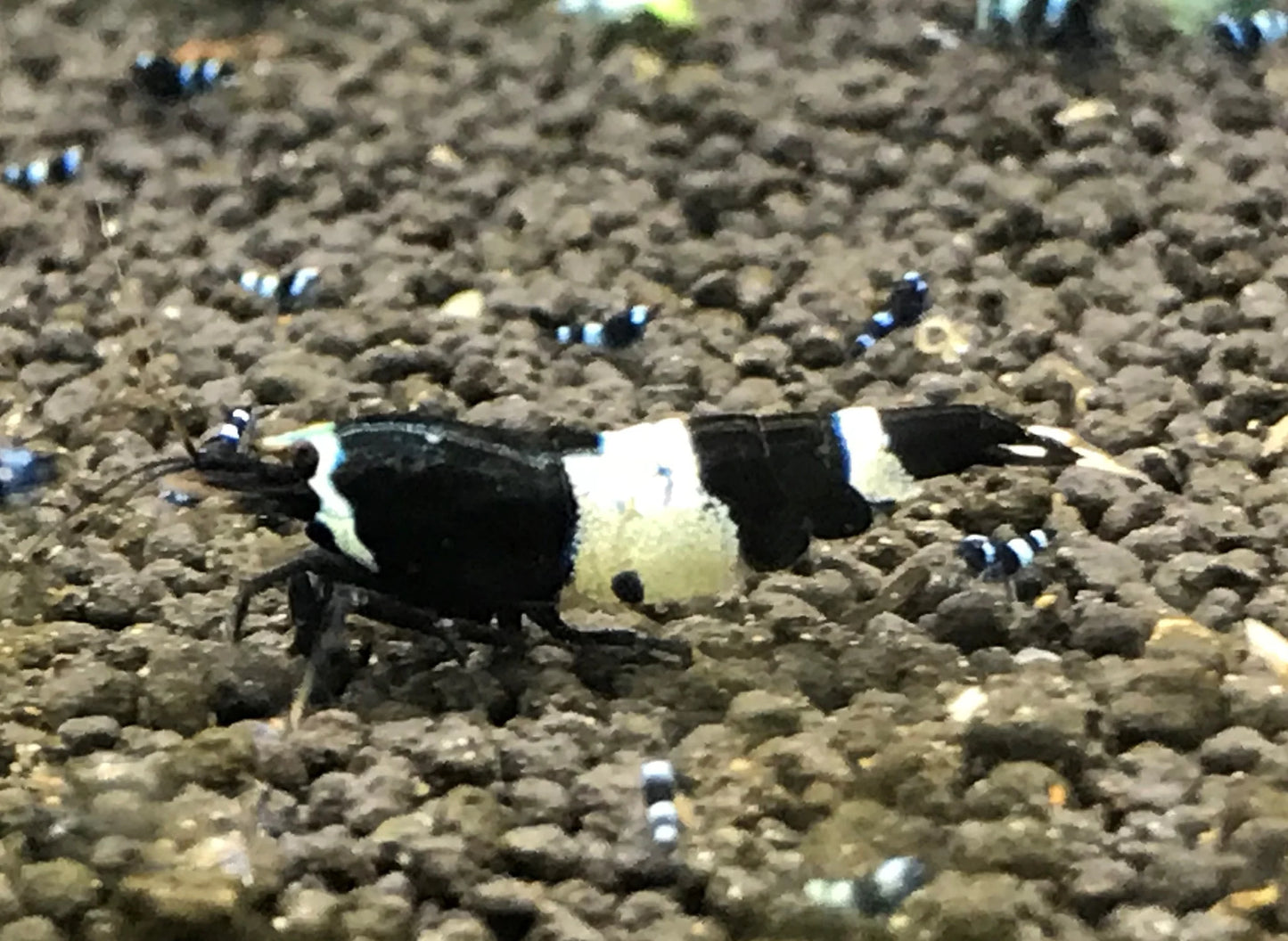 Black King Kong
