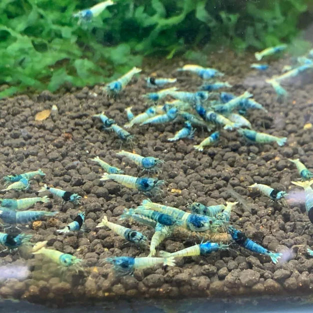 Taiwan Bee Blue Bolt A/S Grade