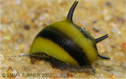 Assorted Nerite Snail