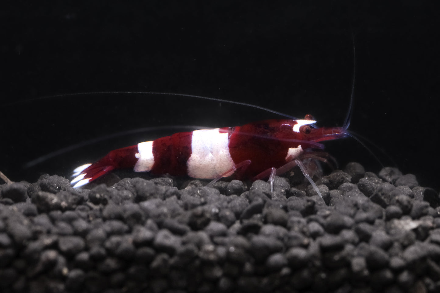 Red King Kong (PACK OF 5+1 DOA)
