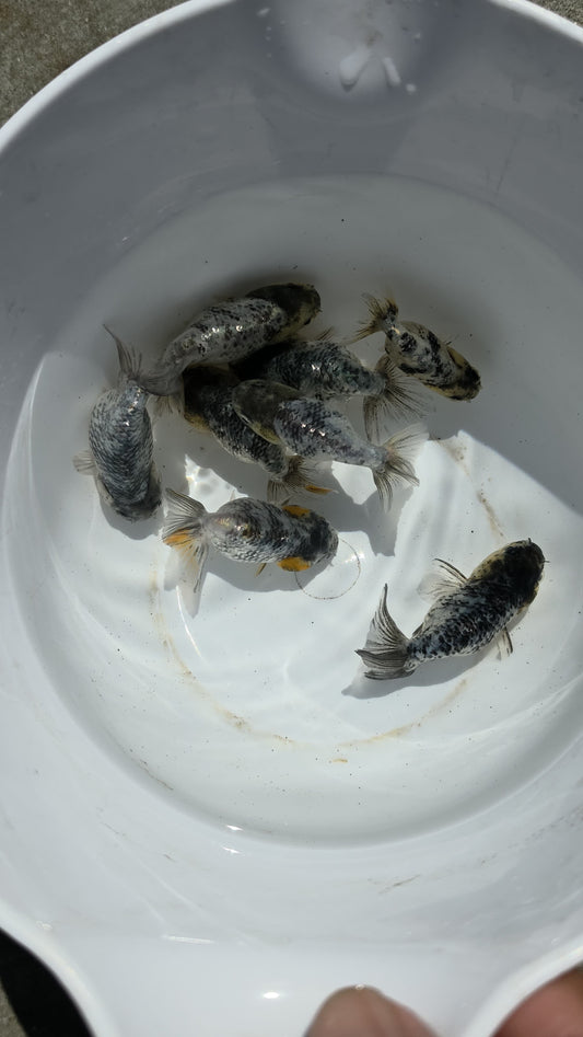 Granite Ranchu 2.5 inch