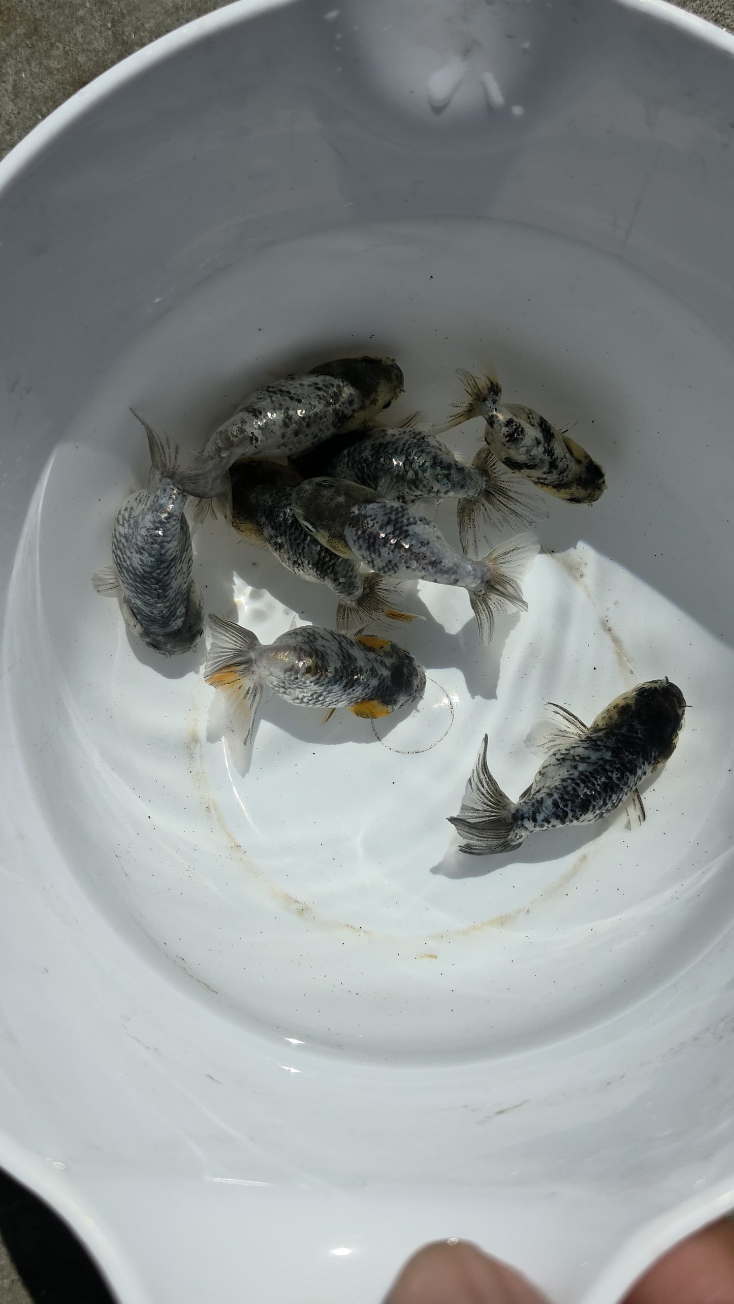 Granite Ranchu 2.5 inch