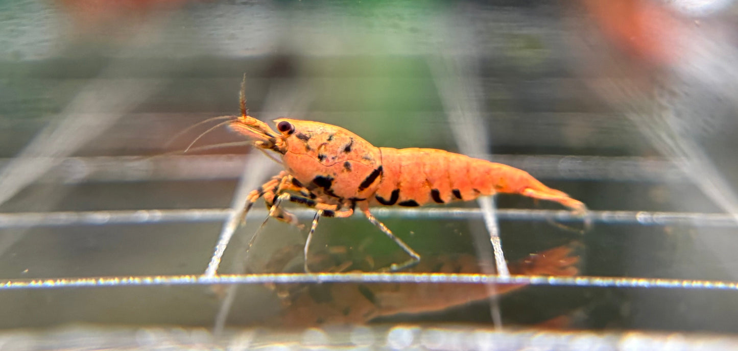 Orange Boa Caridina Mix PREORDER