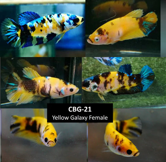 YELLOW KOI/GALAXY SORORITY PLAKAT