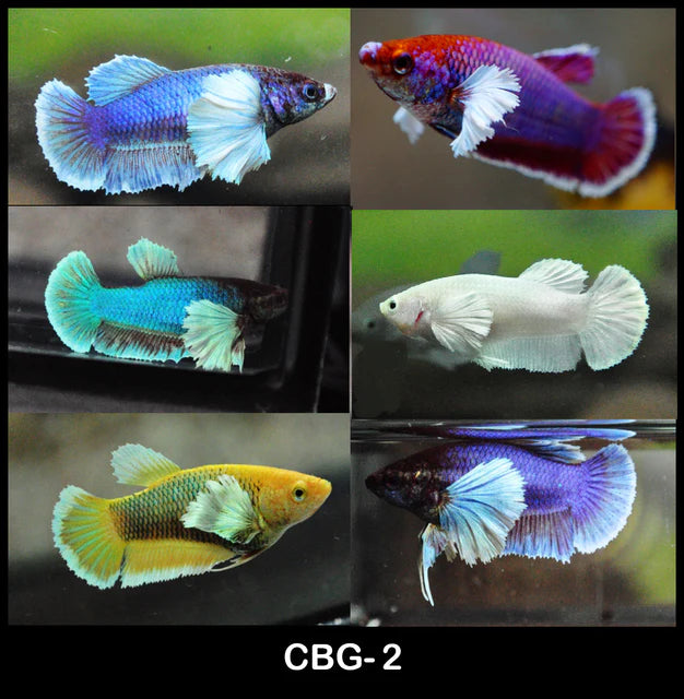 MIXED COLOR DUMBO PLAKAT FEMALE BETTA