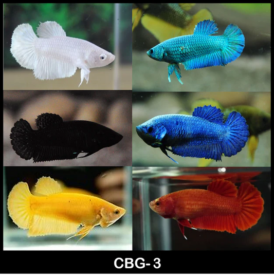 MIXED SOLID COLORS PLAKAT FEMALE BETTA