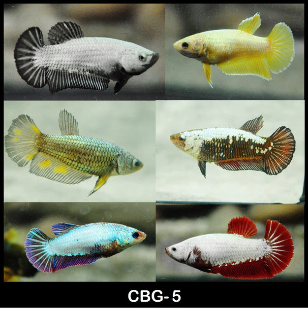 MIXED PLAKAT FEMALE BETTAS