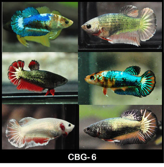 MIX COLOR COPPER, SILVER FEMALE PLAKAT