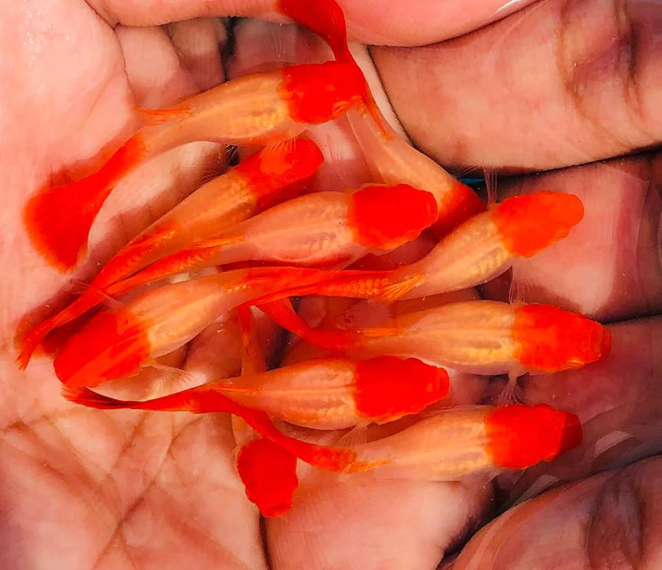 Albino Koi