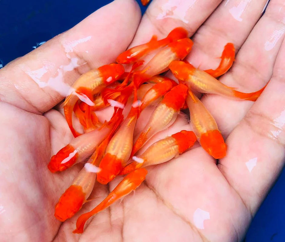 Albino Koi