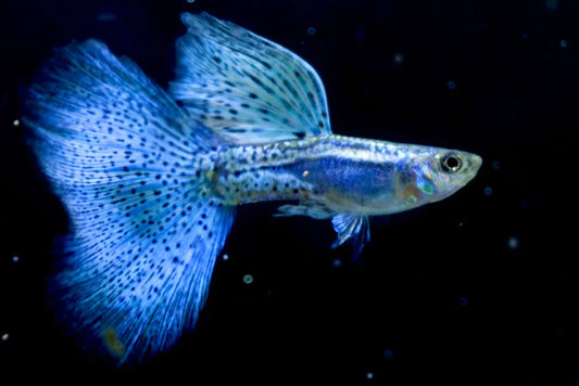 Blue Grass High Dorsal