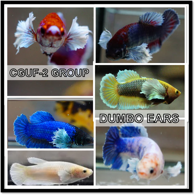 MIXED COLOR DUMBO PLAKAT FEMALE BETTA