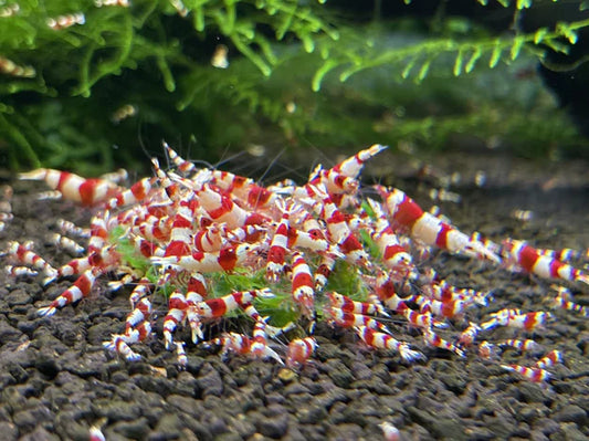 Crystal Red