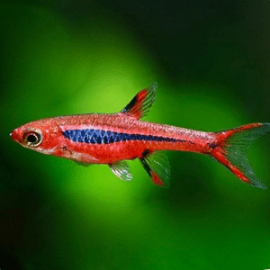 Chili Rasbora