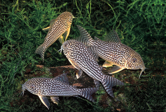 3x STERBAI CORY (CORYDORAS STERBAI) 0.75-1.25